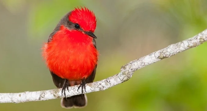 1711526296_21_vermillion-flycatcher-chrisncami