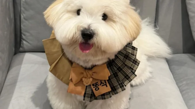 coton_ddongsik_398142387_7005589656164136_3782021186633813979_n