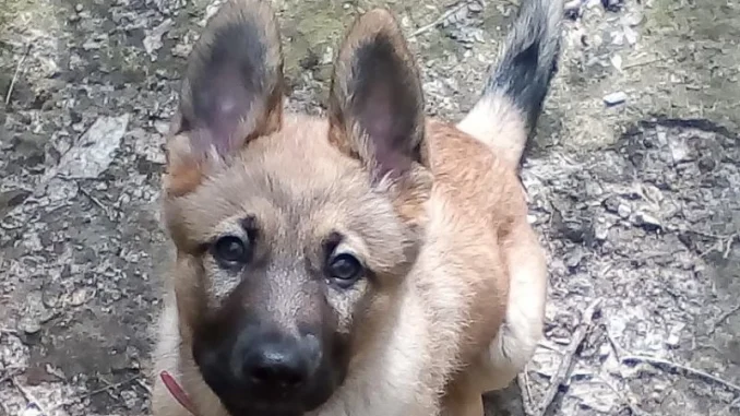 doris-gsd-18947950-424027591313146-1644625140362772480-n