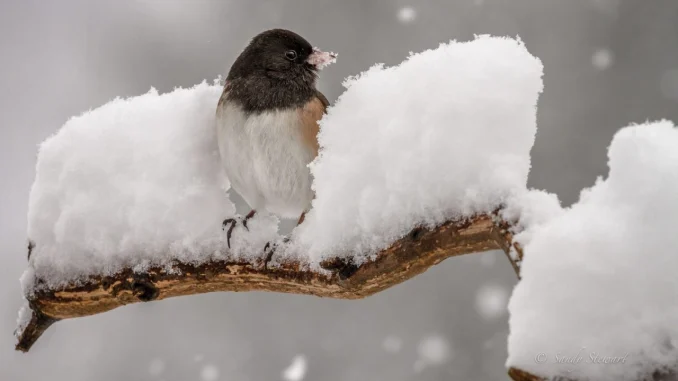 food-feathers-ft-1280x720-1