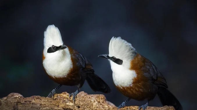 white-crested-laughingthrush-abdul-saleem-1